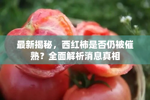 最新揭秘,西红柿是否仍被催熟?全面解析消息真相