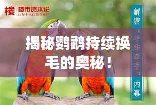 揭秘鹦鹉持续换毛的奥秘！