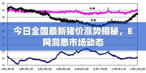 今日全国最新猪价涨势揭秘，E网洞悉市场动态