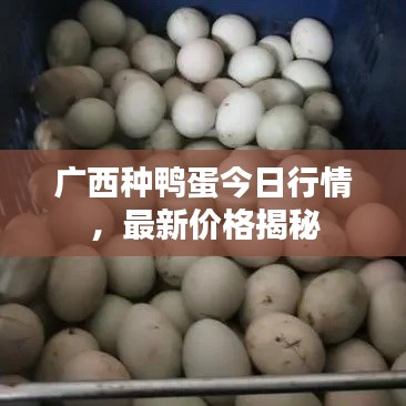 广西种鸭蛋今日行情，最新价格揭秘