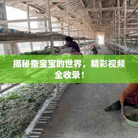 揭秘蚕宝宝的世界，精彩视频全收录！