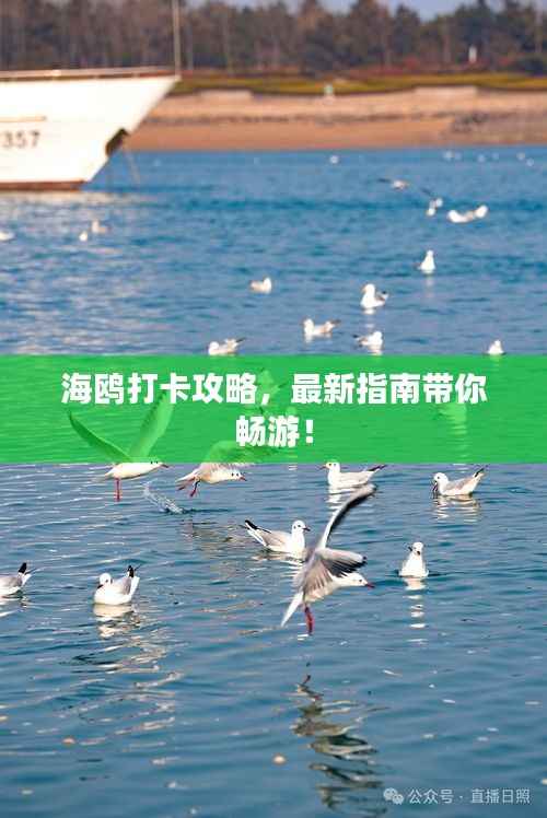 海鸥打卡攻略，最新指南带你畅游！