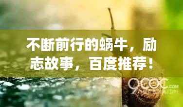 豪门贵胄