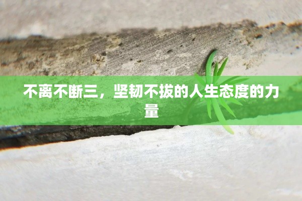 不离不断三，坚韧不拔的人生态度的力量