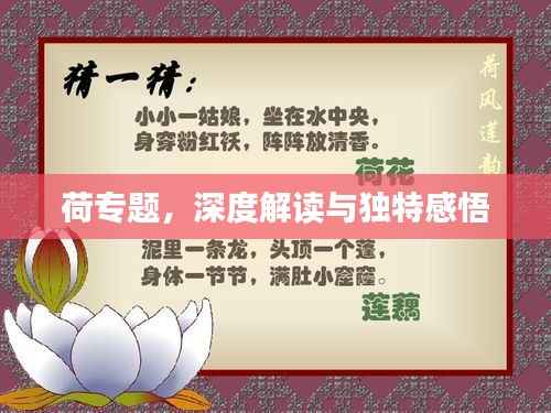 荷专题，深度解读与独特感悟
